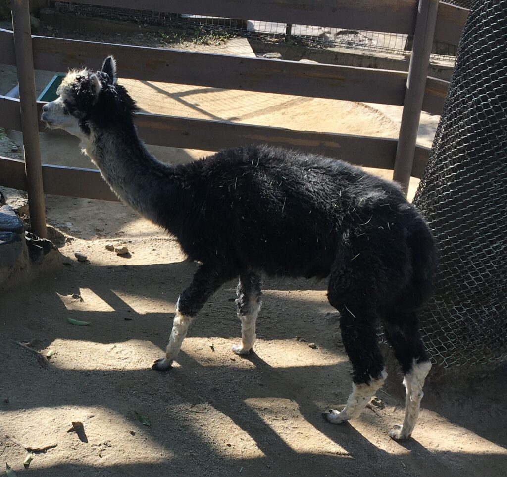 ウォンバットがかわいい 五月山動物園 お出かけ情報 21年2月時点 わすろぐ